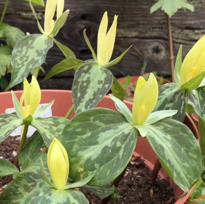 Trillium luteum  (deliver in Autumn)